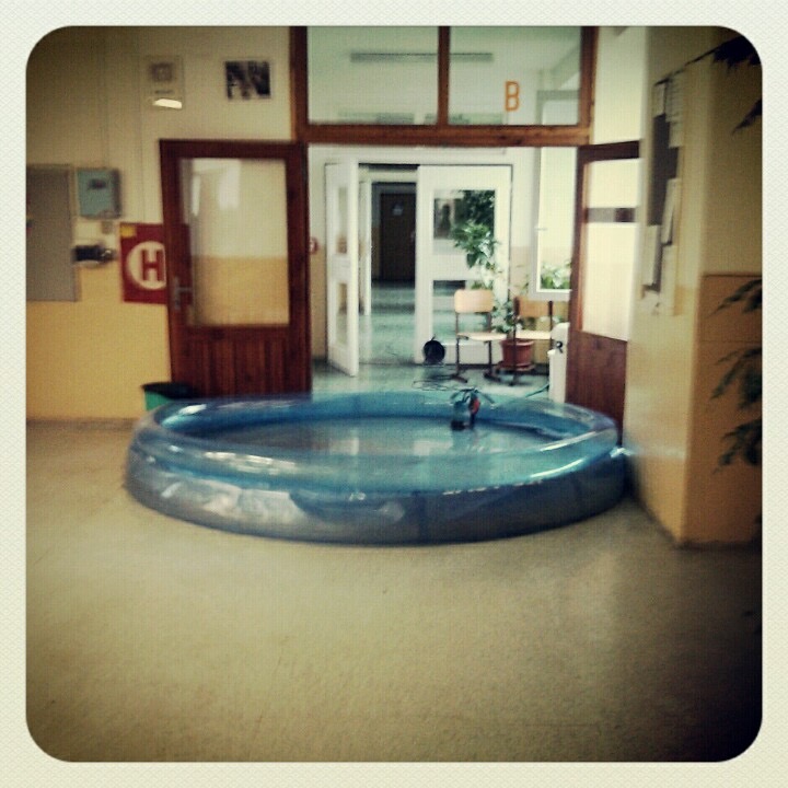 Gymnázium Chodovická Gymnázium Chodovická