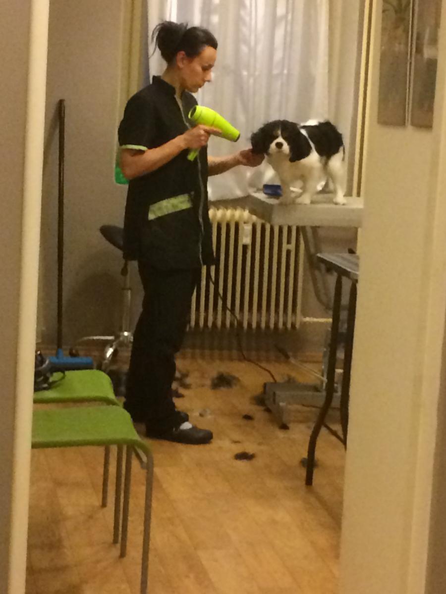 Psí salon Darling Psí salon Darling